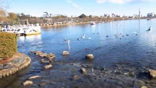 2017.01.01 茨城水戶偕樂園千波湖水鳥