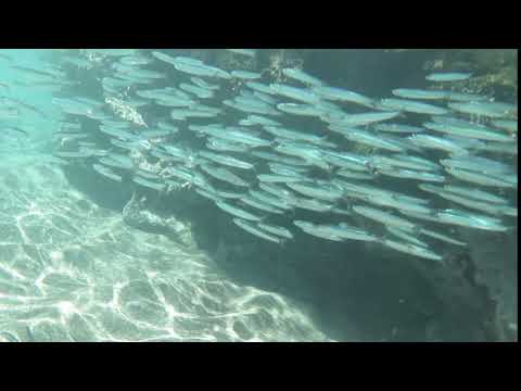 ヒリゾ浜　浅瀬にもイワシの群れ　2019年7月10日