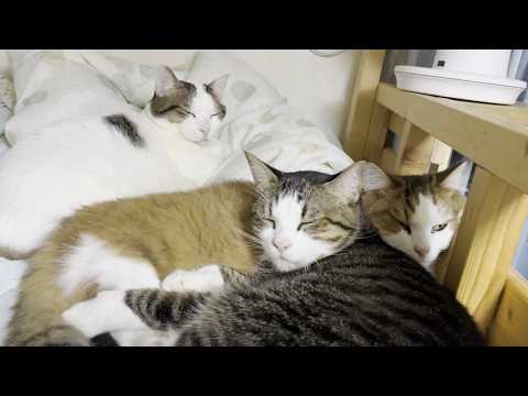 It's that time of year again when my cats snuggle up on my daughter's bed.