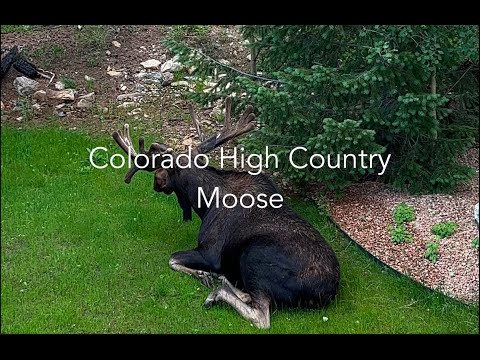 Visit Colorado and see Moose! #colorado #wildlife