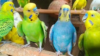 4 Parakeet's Meal Completion Talking Parrot voice Budgies Barids charging it #birds #budgis #budgrie