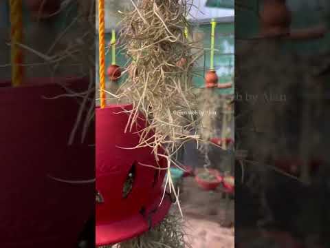 Plant that live without soil|spanish moss