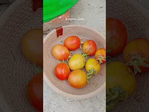 harvesting organic tomatoes from my terrace garden #tomato #gardening #terracegardener