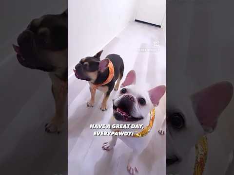 French Bulldog Brothers Max and Bo | Lil Boo Thang | Frenchie Trekker TV #Shorts #Dog