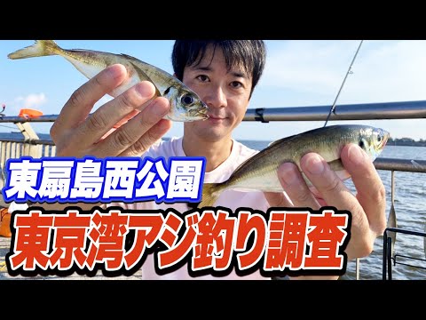 【東扇島西公園】投げサビキでアジが釣れる昼下がり！夕まずめは当たりなし...