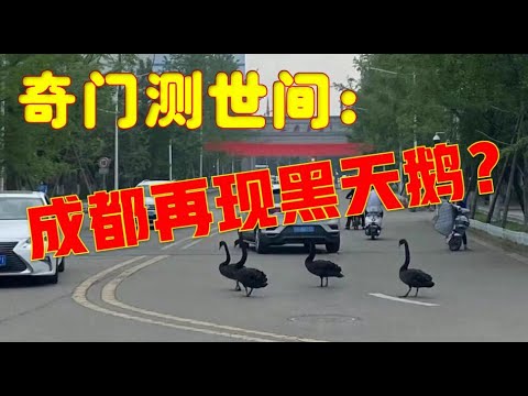 奇门测世间：回复网友提问，成都再现黑天鹅？（附：关于收费）