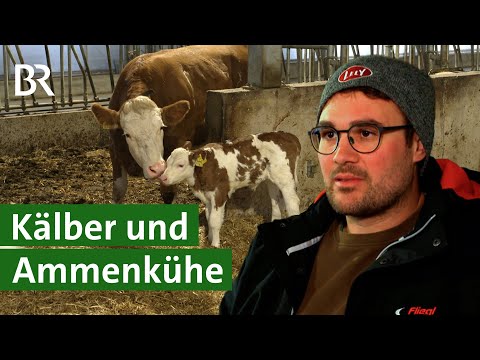 Seltenheit: Konventioneller Milchviehbetrieb und Ammenkuhhaltung | Unser Land | BR