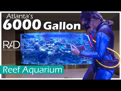 6000 GALLON REEF AQUARIUM IN ATLANTA, GEORGIA BY REEF AQUARIA DESIGN - BUILT & MAINTAINED SINCE 2018