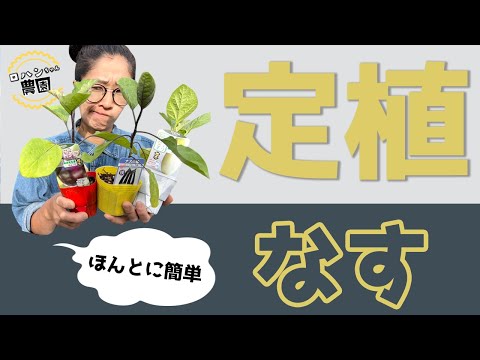 【なすの定植】今年は2条植えの2本仕立て【垣根仕立て】【農家の家庭菜園】【有機】