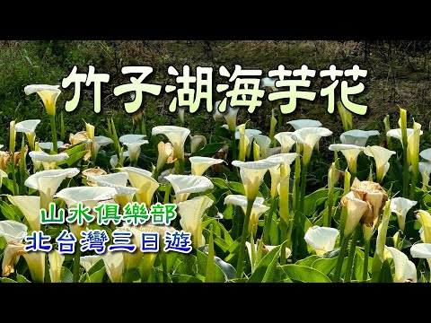 山水俱樂部-北台灣三日遊-竹子湖海芋花&陽明山賞花(Day3)