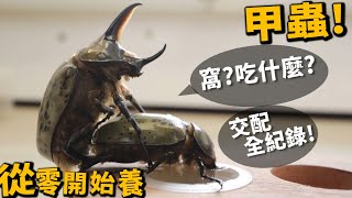 【從零開始養】甲蟲(基礎篇)!食物?窩?叫聲?完整交配紀錄!【許伯簡芝】