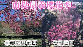 2024 南投信義 草坪頭櫻花季 - 滿開的河津櫻及山櫻花、李花預計1月底盛開 I 新中橫公路上隱藏的賞櫻秘境 - 望高茶園景觀餐廳、上千株的山櫻花已盛開，預計1月底會是滿開時刻