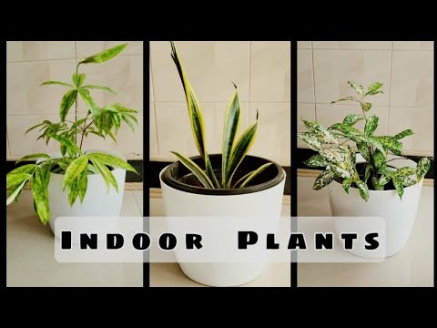 Indoor Plants || Oxygen producing Indoor Plants