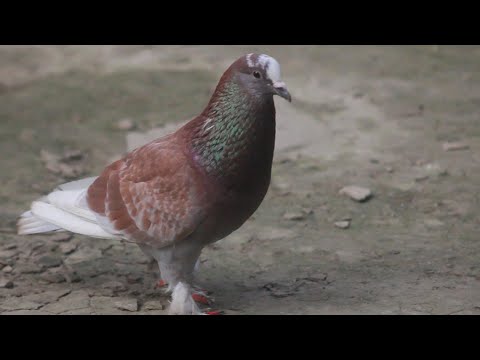 3 New Mukhi Pigeon | Red European Lahori Siraji Pigeon | Pigeon Sound