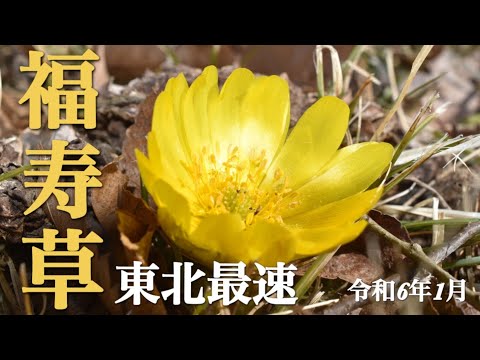 【季節の花】1月　福寿草　福島県一早い開花の群生地　福島県いわき市三和町下三坂「福寿草の里」