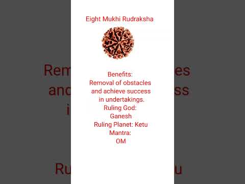 Eight Mukhi Rudraksha #shorts #rudraksha #ytshortsindia