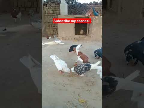 kabootar video// #beautiful #funny #sadstatus #kabootar#lovestatus#pigeonstatus#whatsappstatus#love