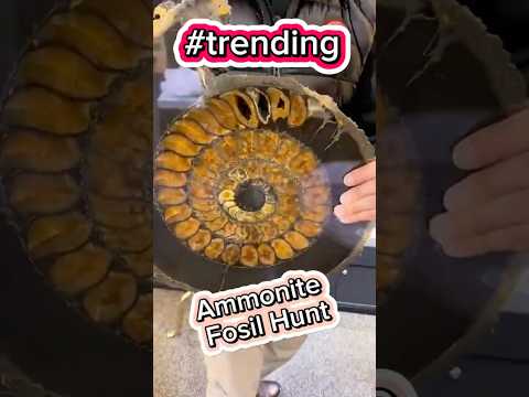 Ammonite Fosil Explained