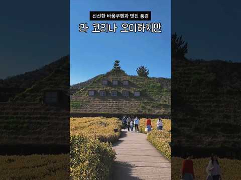 라 코리나 오미하치만 🌾