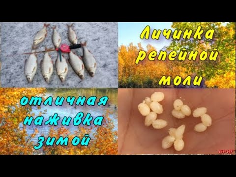 Личинка репейной моли . Отличная наживка зимой .