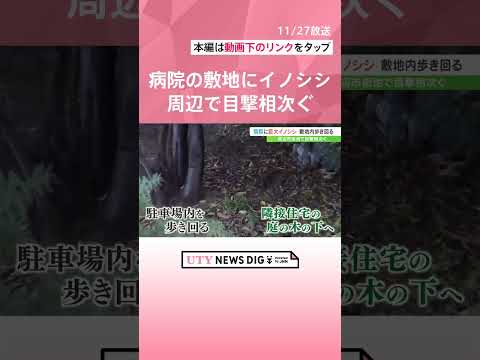 体長1 5mのイノシシが病院の敷地に出現　一時騒然  #shorts #utyテレビ山梨 #イノシシ #出没 #警察