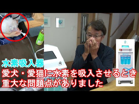 64．【愛犬と水素吸入】愛犬用に水素吸入器をカスタマイズして納品させていただきました【水素吸入器ハイドロオキシスパ】