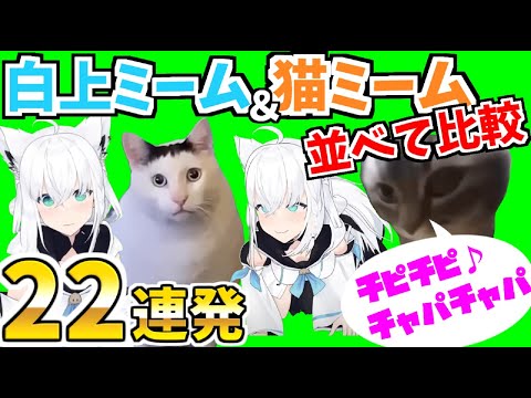 22連発【白上フブキ】猫ミームと白上ミームを並べて比較してみた！【fubuki fox memes】