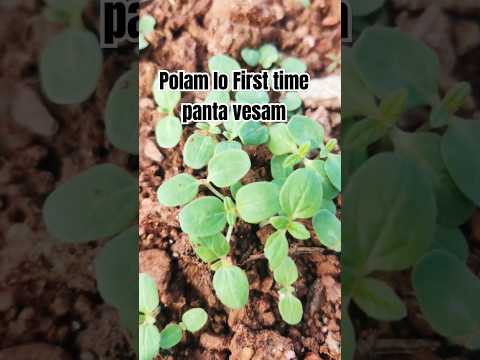 Recent ga konna polam lo panta vesam#farming #nuvvulu #vegitables #organicfarming