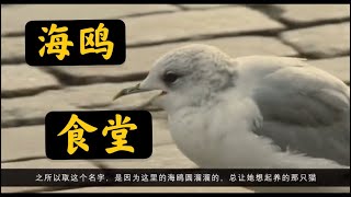 当心情低落时，看看这部电影，海鷗食堂，放慢腳步治癒心靈的電影，胖妈Lucy生活頻道分享