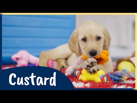 Meet our latest Sponsor a Puppy trainee Custard