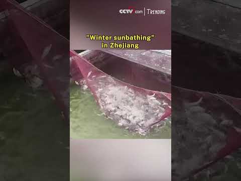 "Winter sunbathing" in Zhejiang