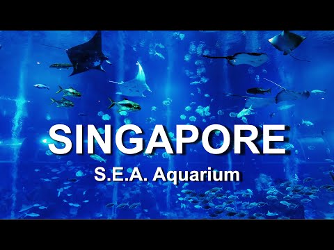 Relaxing Meditation Soothing Calming Peaceful Sleeping music | Singapore S.E.A. Aquarium | Sentosa