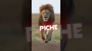 Lion Attitude shayari status Shayari status Attitude shayari #youtubeshorts#viral#shayari#shorts