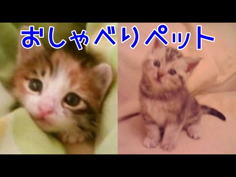 子猫が関西弁をしゃべる！ふみふみ大好きなアメショ猫　おしゃべりペット