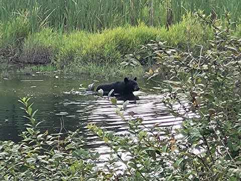 Neighbor with nature#與大自然為鄰#Coquitlam#高貴林