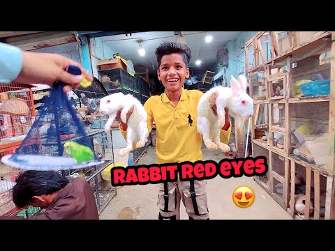 Rabit Buying ....❤️