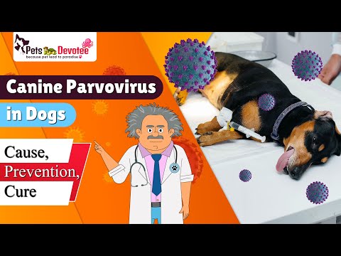 Is Your Dog Suffering from Parvovirus Know the Symptoms and Remedies!