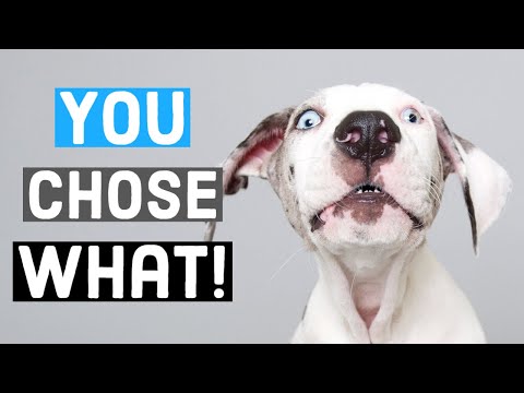 How to pick the PERFECT name for your Great Dane | Great Dane Care