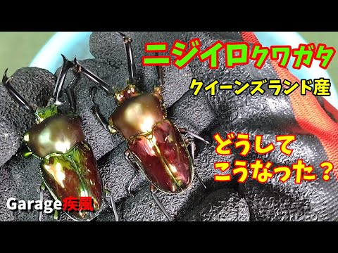 ニジイロクワガタ羽化　どうしてこうなった？　#クワガタ #カブトムシ