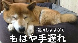 【187】犬をダメにするクッション