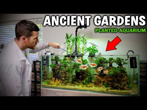 Ancient Gardens (Bonsai Tree) Planted Aquarium - Advanced Fish Tank Setup