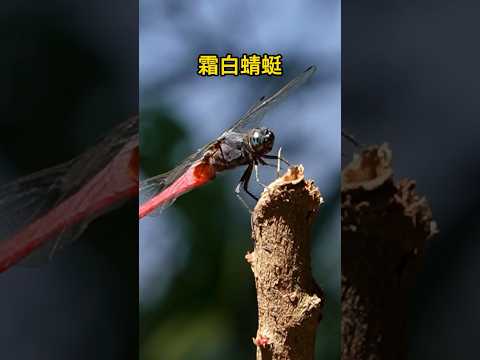 賞蜓紀錄：善變蜻蜓、霜白蜻蜓、彩裳蜻蜓 / Dragonflies! #dragonfly #insects #wildlife #nature