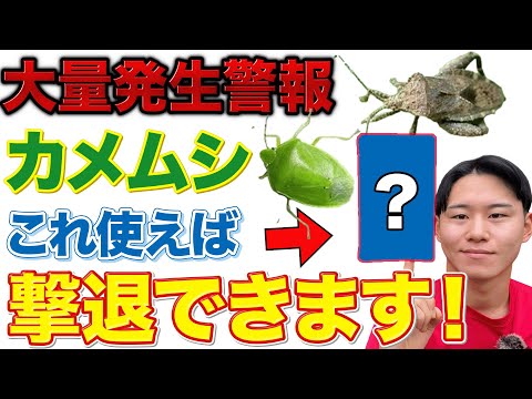 【今年は特に注意】カメムシ駆除できなくて困っている方必見！おすすめ農薬と注意すること