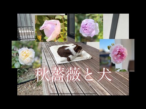 木のおもちゃを食べるボーダーコリーと薔薇　#ドッグガーデン