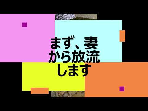 滝谷不動尊の身代わりどじょう