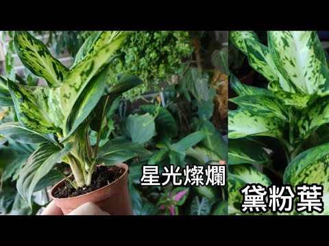 我的星光燦爛黛粉葉|照顧與繁殖|與粗勒草的差異|植物男子