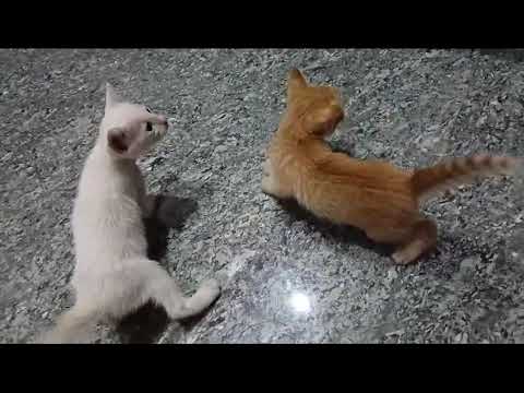 cat 🐈 lovers 💗#catvideo