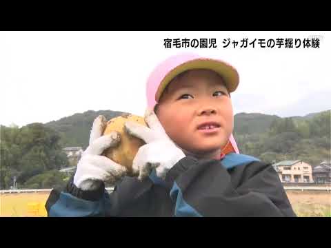 「おっきい、でっかい！」収穫の喜びを実感　高知県宿毛市の園児たちがジャガイモの芋掘りを体験