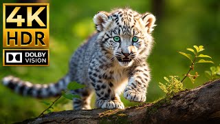 BABY ANIMALS 4K HDR | with Cinematic Sound (Colorful Animal Life)