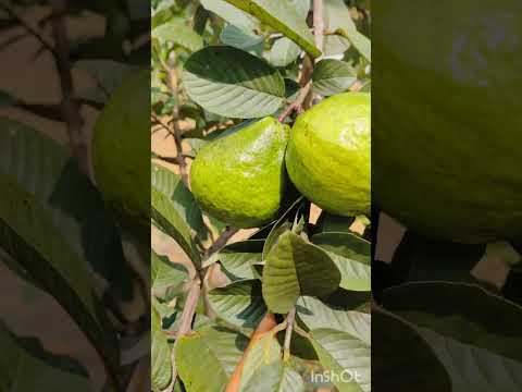 ನಮ್ಮ ತೋಟದ ಸೀಬೆಹಣ್ಣು😊 #youtubeshort#farming guava#germany#reelsinstagram#love#lovelife#japana#india#